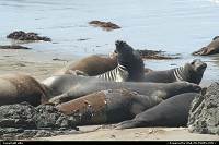 Photo by elki | Hors de la ville  seal elephant california